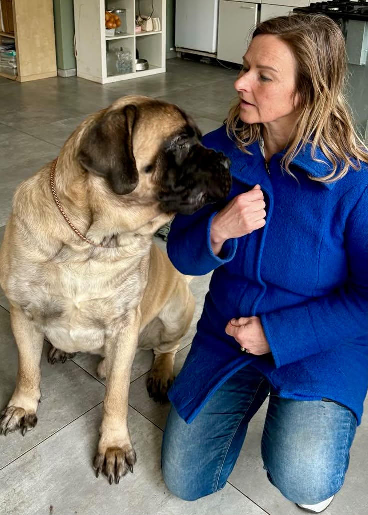 Geneviève maakt rustig contact met een grote mastiff